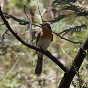 Myiagra cyanoleuca at Tidbinbilla Nature Reserve - 29 Jan 2024