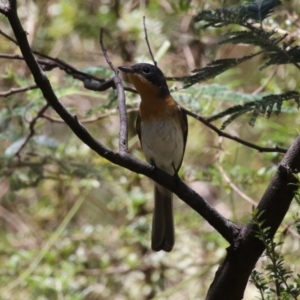 Myiagra cyanoleuca at Tidbinbilla Nature Reserve - 29 Jan 2024