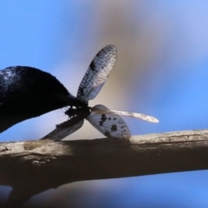 Archichauliodes (Riekochauliodes) guttiferus at Tidbinbilla Nature Reserve - 29 Jan 2024