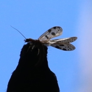 Archichauliodes (Riekochauliodes) guttiferus at Tidbinbilla Nature Reserve - 29 Jan 2024