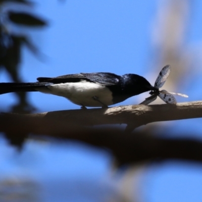 Myiagra cyanoleuca (Satin Flycatcher) at Tidbinbilla Nature Reserve - 29 Jan 2024 by RodDeb