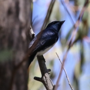 Myiagra cyanoleuca at Tidbinbilla Nature Reserve - 29 Jan 2024