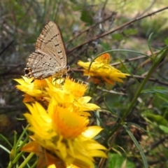 Jalmenus ictinus (Stencilled Hairstreak) at McQuoids Hill - 30 Jan 2024 by HelenCross