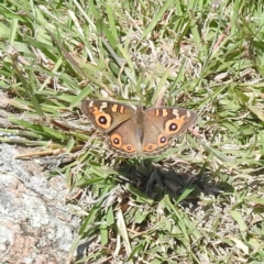 Junonia villida (Meadow Argus) at McQuoids Hill - 30 Jan 2024 by HelenCross