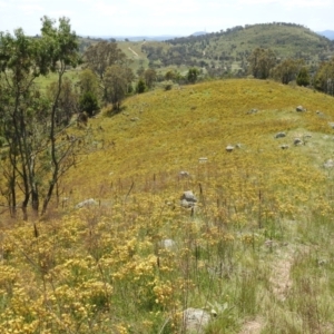 Hypericum perforatum at McQuoids Hill - 30 Jan 2024