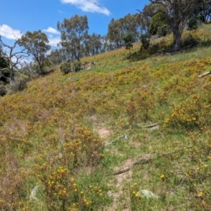 Hypericum perforatum at McQuoids Hill - 30 Jan 2024 01:02 PM