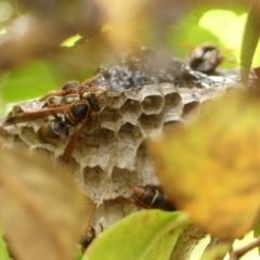 Polistes (Polistella) humilis (Common Paper Wasp) at Braemar, NSW - 29 Jan 2024 by Curiosity