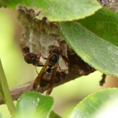 Polistes (Polistella) humilis at Wingecarribee Local Government Area - 30 Jan 2024 10:44 AM