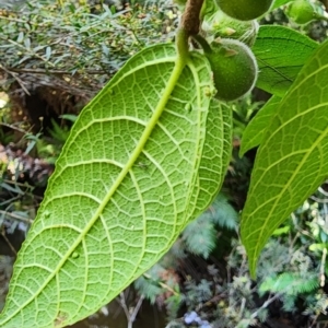 Ficus coronata at Bodalla State Forest - 30 Jan 2024
