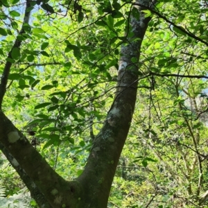 Ficus coronata at Bodalla State Forest - 30 Jan 2024