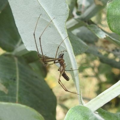 Tetragnatha sp. (genus) (Long-jawed spider) at Lake Burley Griffin West - 30 Jan 2024 by HelenCross