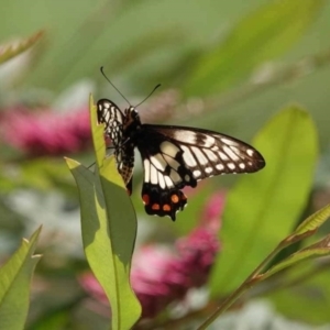Papilio anactus at Watson Green Space - 30 Jan 2024