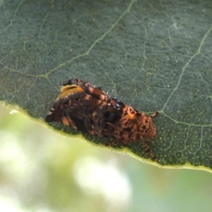 Hypertropha tortriciformis (A Gelechioid moth) at Lake Burley Griffin West - 30 Jan 2024 by HelenCross