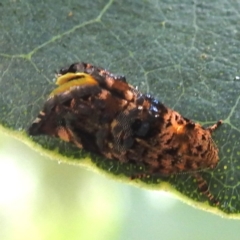 Hypertropha tortriciformis at Black Mountain Peninsula (PEN) - 30 Jan 2024