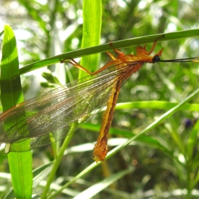 Nymphes myrmeleonoides (Blue eyes lacewing) at Black Mountain Peninsula (PEN) - 30 Jan 2024 by HelenCross