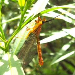 Nymphes myrmeleonoides at Black Mountain Peninsula (PEN) - 30 Jan 2024 01:42 PM