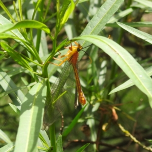 Nymphes myrmeleonoides at Black Mountain Peninsula (PEN) - 30 Jan 2024 01:42 PM