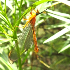 Nymphes myrmeleonoides at Black Mountain Peninsula (PEN) - 30 Jan 2024