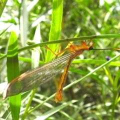 Nymphes myrmeleonoides at Black Mountain Peninsula (PEN) - 30 Jan 2024