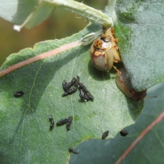 Paropsisterna m-fuscum (Eucalyptus Leaf Beetle) at Acton, ACT - 30 Jan 2024 by HelenCross