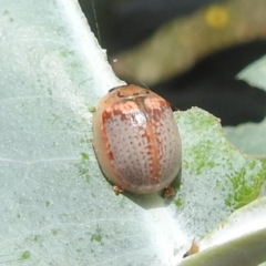 Paropsisterna m-fuscum at Black Mountain Peninsula (PEN) - 30 Jan 2024