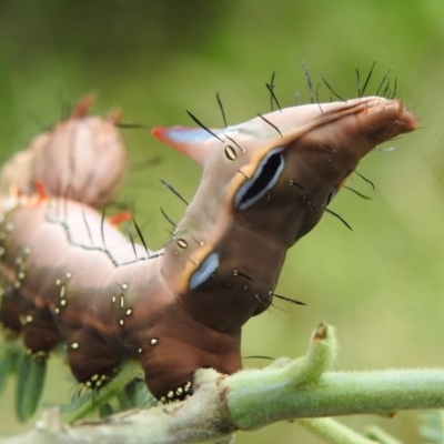 Neola semiaurata (Wattle Notodontid Moth) at Black Mountain Peninsula (PEN) - 30 Jan 2024 by HelenCross