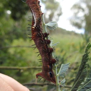 Neola semiaurata at Black Mountain Peninsula (PEN) - 30 Jan 2024 01:51 PM