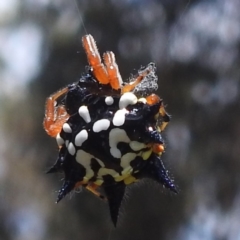 Austracantha minax (Christmas Spider, Jewel Spider) at Lake Burley Griffin West - 30 Jan 2024 by HelenCross