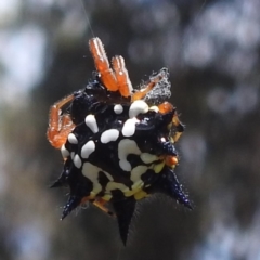 Austracantha minax (Christmas Spider, Jewel Spider) at Black Mountain Peninsula (PEN) - 30 Jan 2024 by HelenCross