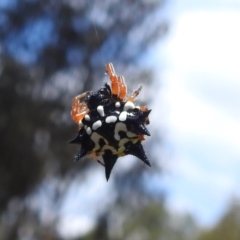 Austracantha minax at Black Mountain Peninsula (PEN) - 30 Jan 2024