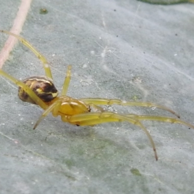 Deliochus pulcher (Beautiful Deliochus spider) at Lake Burley Griffin West - 30 Jan 2024 by HelenCross