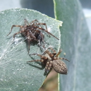 Badumna longinqua at Black Mountain Peninsula (PEN) - 30 Jan 2024 01:59 PM