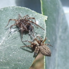 Badumna longinqua (Grey House Spider) at Lake Burley Griffin West - 30 Jan 2024 by HelenCross