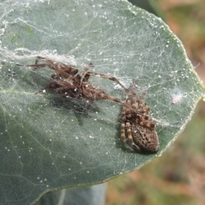 Badumna longinqua at Black Mountain Peninsula (PEN) - 30 Jan 2024