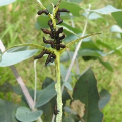 Paropsis (paropsine) genus-group (Unidentified 'paropsine' leaf beetle) at Acton, ACT - 30 Jan 2024 by HelenCross