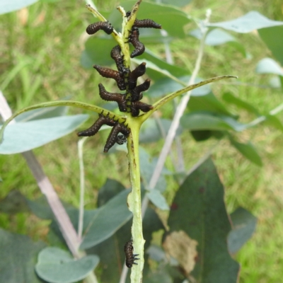 Paropsis (paropsine) genus-group (Unidentified 'paropsine' leaf beetle) at Lake Burley Griffin West - 30 Jan 2024 by HelenCross