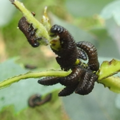 Paropsis (paropsine) genus-group at Black Mountain Peninsula (PEN) - 30 Jan 2024