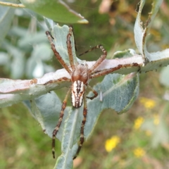 Plebs bradleyi (Enamelled spider) at Lake Burley Griffin West - 30 Jan 2024 by HelenCross