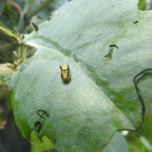 Oxyops sp. (genus) at Black Mountain Peninsula (PEN) - 30 Jan 2024