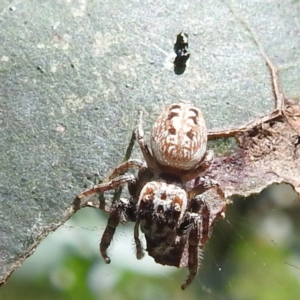 Opisthoncus sp. (genus) at Black Mountain Peninsula (PEN) - 30 Jan 2024