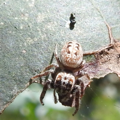 Opisthoncus sp. (genus) (Unidentified Opisthoncus jumping spider) at Acton, ACT - 30 Jan 2024 by HelenCross