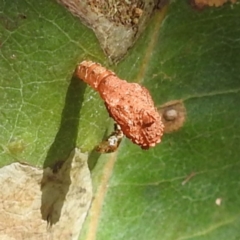 Hypertrophidae sp. (family) (Unidentified Twig Moth) at Lake Burley Griffin West - 30 Jan 2024 by HelenCross