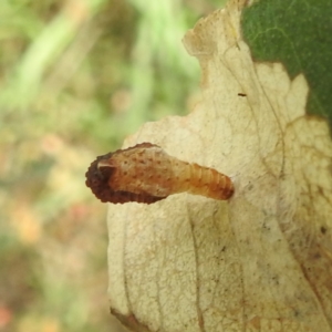 Hypertrophidae sp. (family) at Black Mountain Peninsula (PEN) - 30 Jan 2024