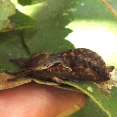 Elhamma australasiae (A Swift or Ghost moth (Hepialidae)) at Black Mountain Peninsula (PEN) - 30 Jan 2024 by HelenCross