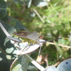 Amorbus (genus) (Eucalyptus Tip bug) at Black Mountain Peninsula (PEN) - 30 Jan 2024 by HelenCross