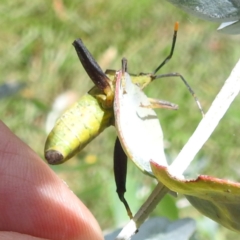 Amorbus sp. (genus) at Black Mountain Peninsula (PEN) - 30 Jan 2024