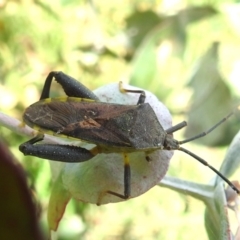 Amorbus sp. (genus) at Black Mountain Peninsula (PEN) - 30 Jan 2024