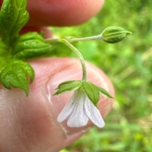 Geranium sp. at Kangaroo Valley, NSW - 30 Jan 2024