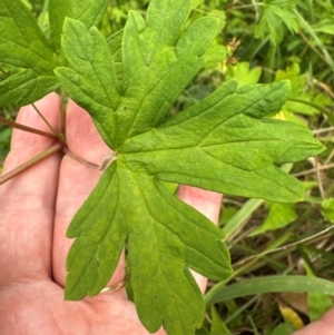Geranium sp. at Kangaroo Valley, NSW - suppressed