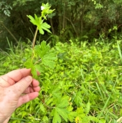 Geranium sp. at Kangaroo Valley, NSW - 30 Jan 2024